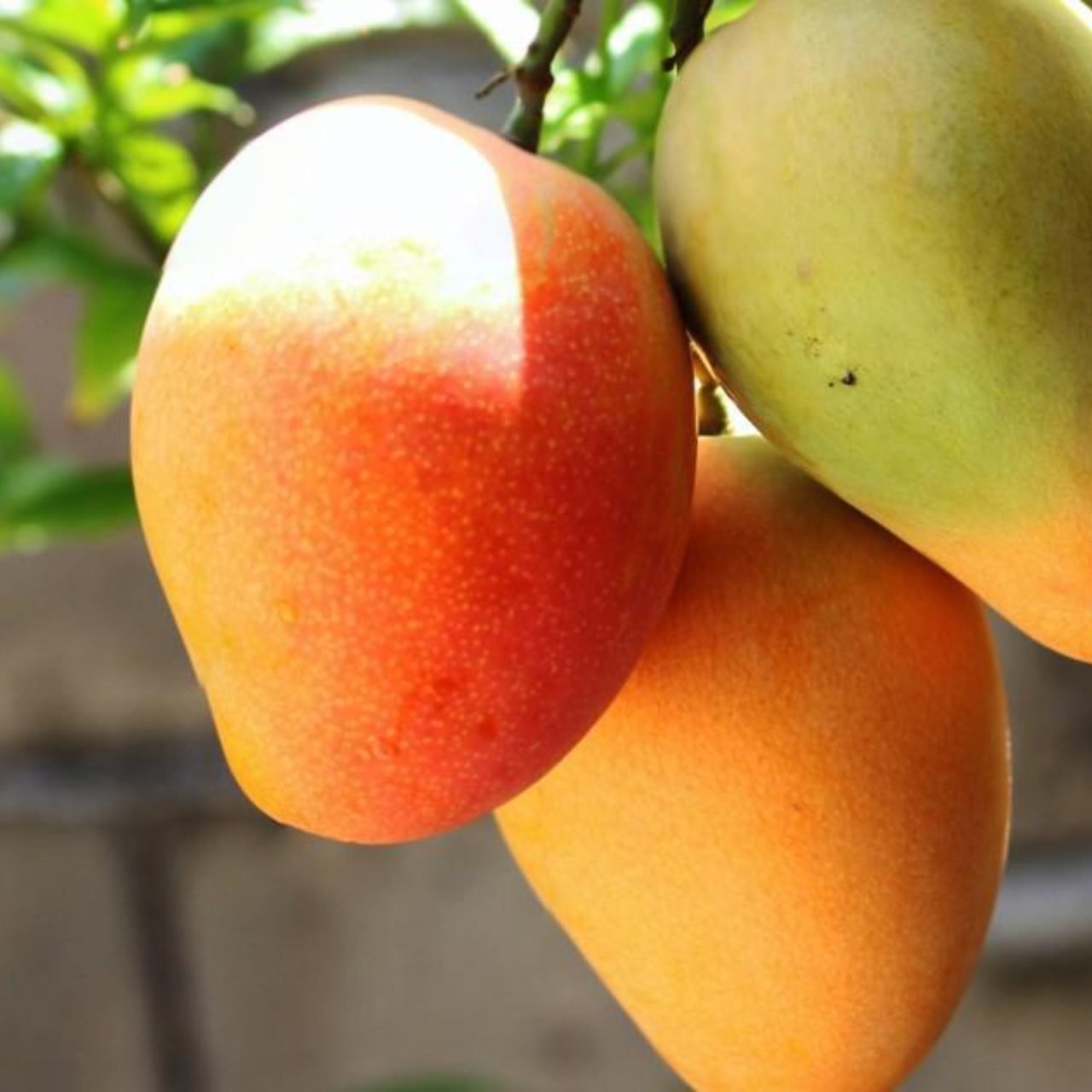 The-King-of-Fruits-–-A-Chefs-Ultimate-Guide-to-Mango-Fadaro-1280x1280